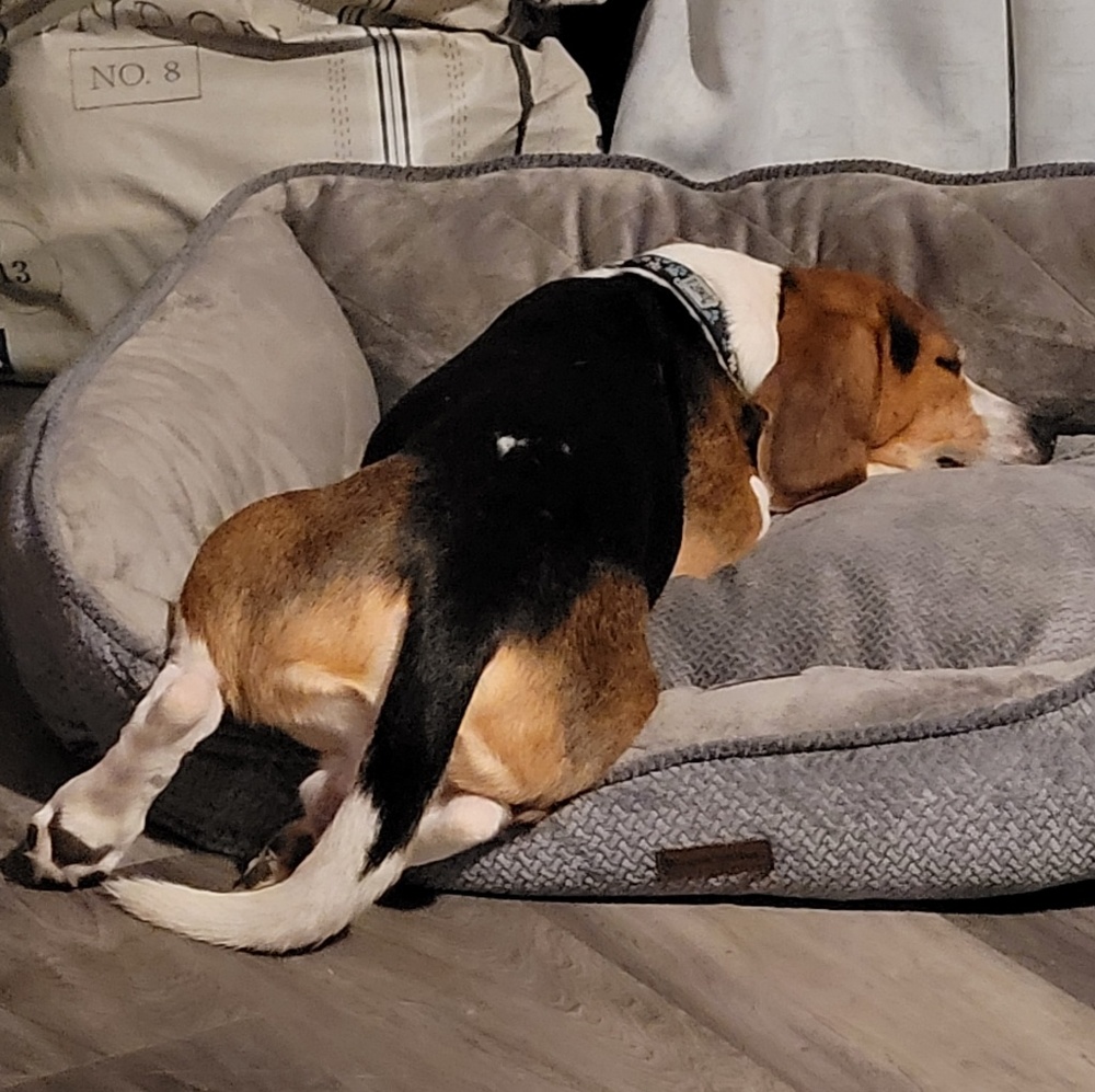 Meet your Posher, Starra